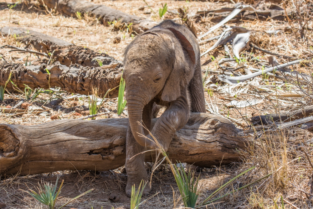 Elefantenkind  in der Samburu - U. Koppe