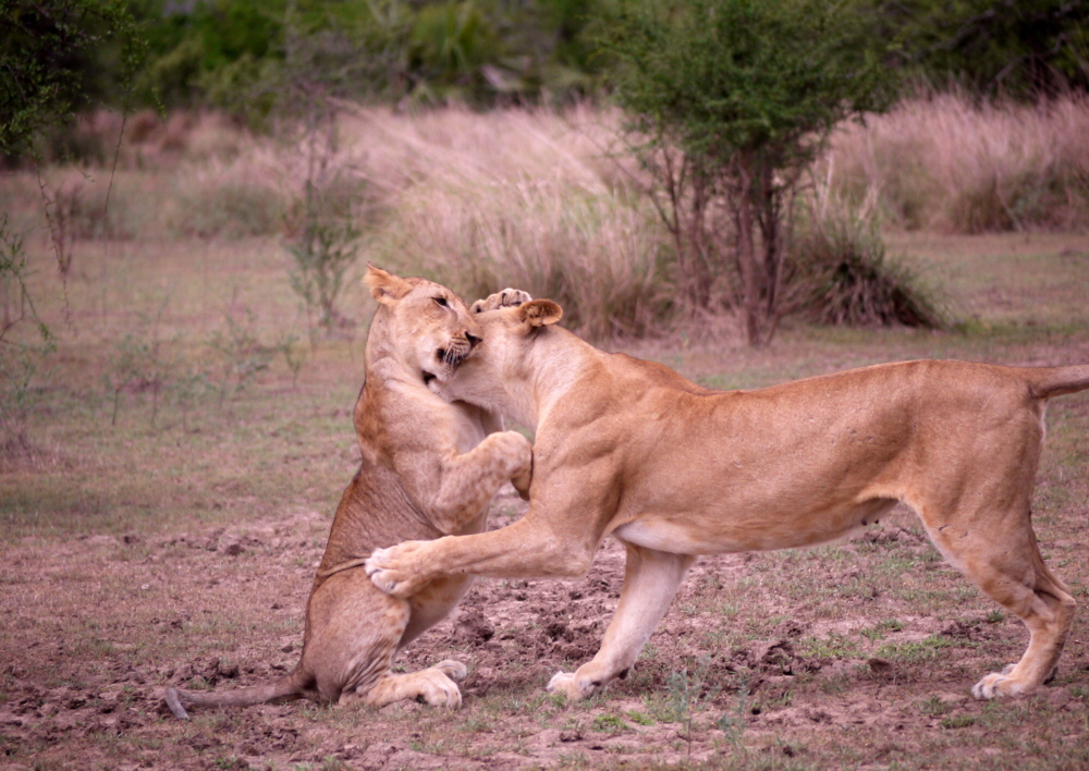 Sand Rivers Selous  Lwen