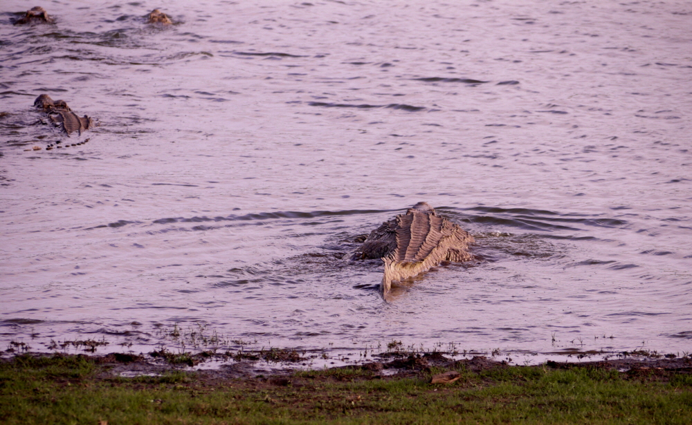 Sand Rivers Selous Krokodil