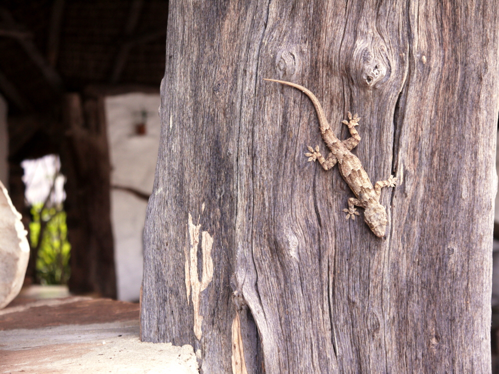 Sand Rivers Selous  Gecko