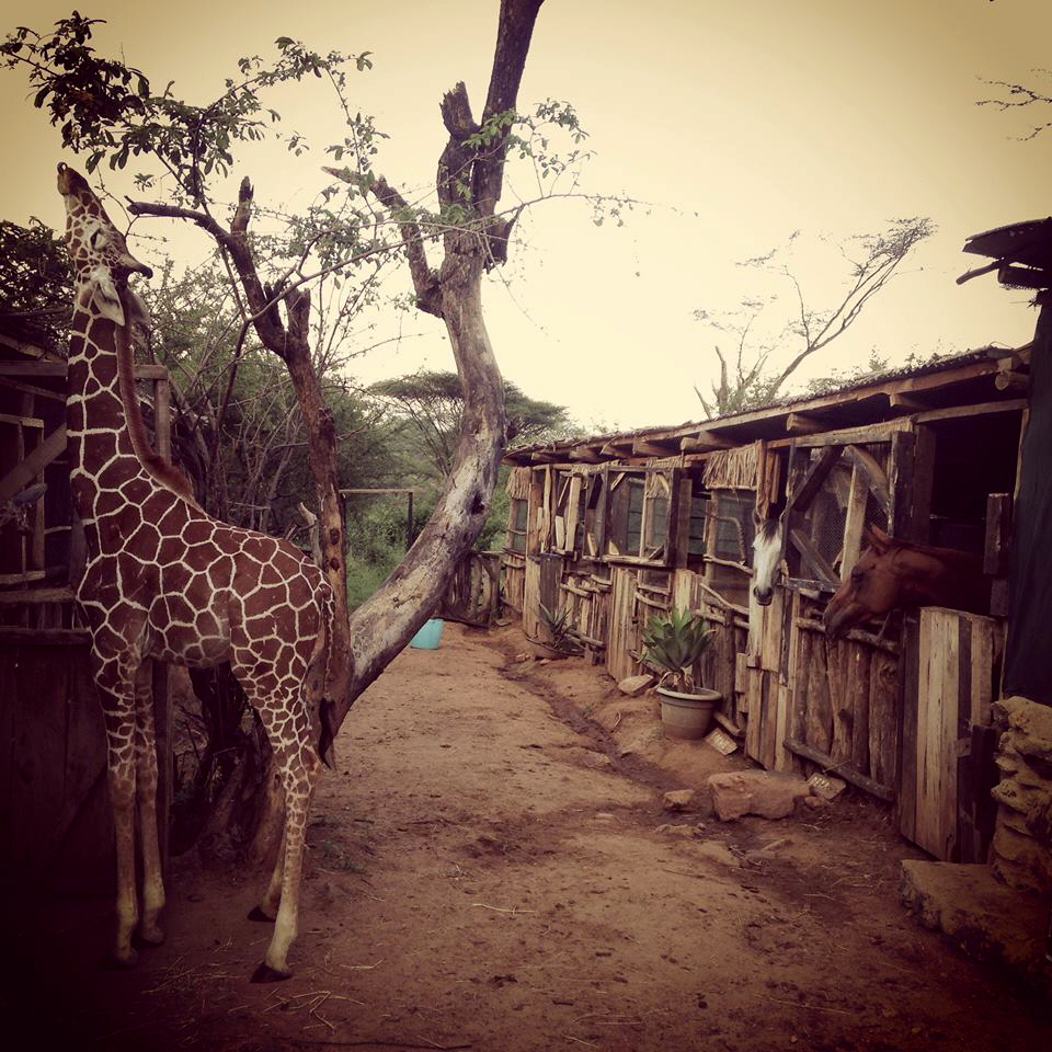 Sarara Lodge in Kenia