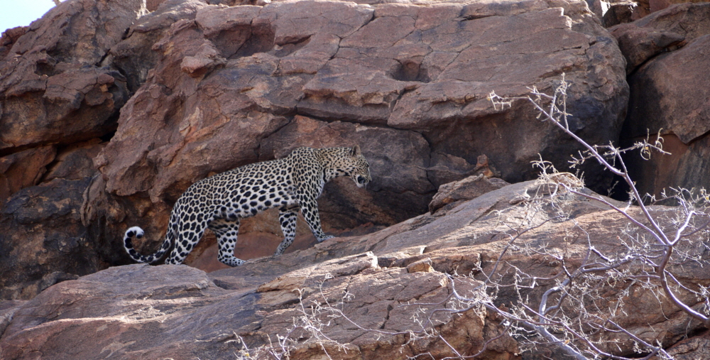 Leoparden in Saab
