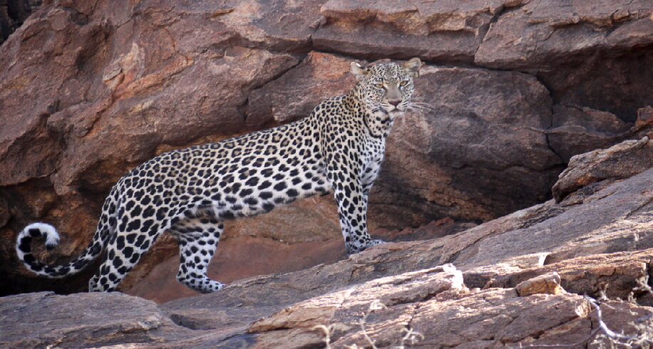 Safari Samburu Kenia