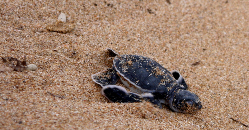 Schildkrten auf Lamu 
