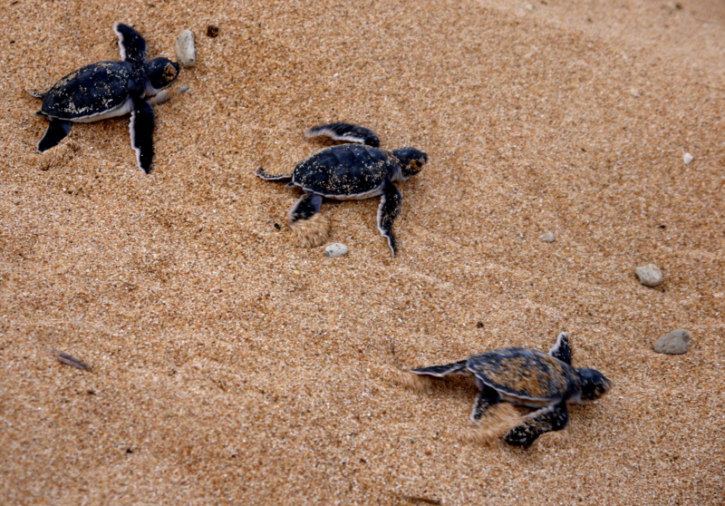 Schildkrten  Insel Lamu Kenia
