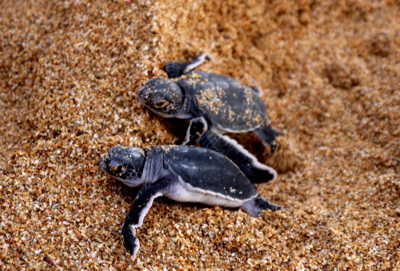 Schildkrten  Insel Lamu Kenia