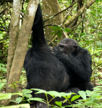 Schimpansen in Mahale | African Queen Safaris Tansania