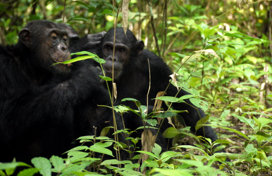 Greystoke Mahale Schimpansen im Wald