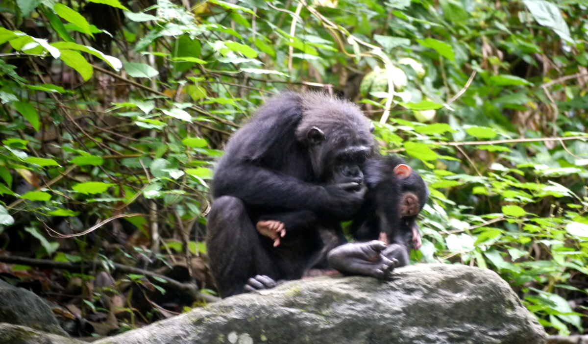 Schimpansen in Mahale in 2020