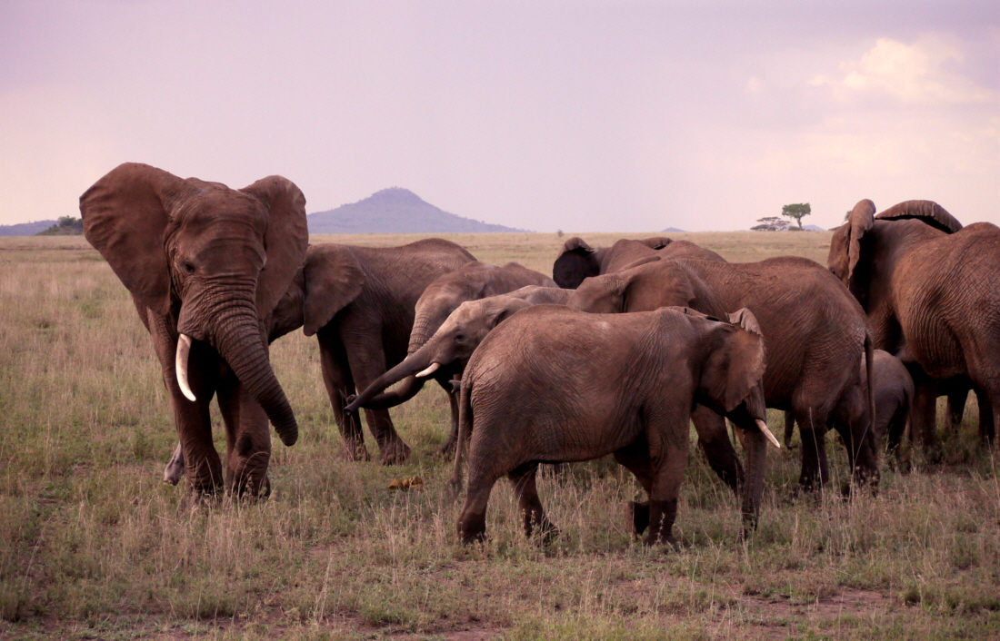 Serengeti Elefanten