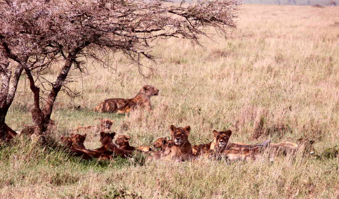 serengeti-lemalacamp_0041