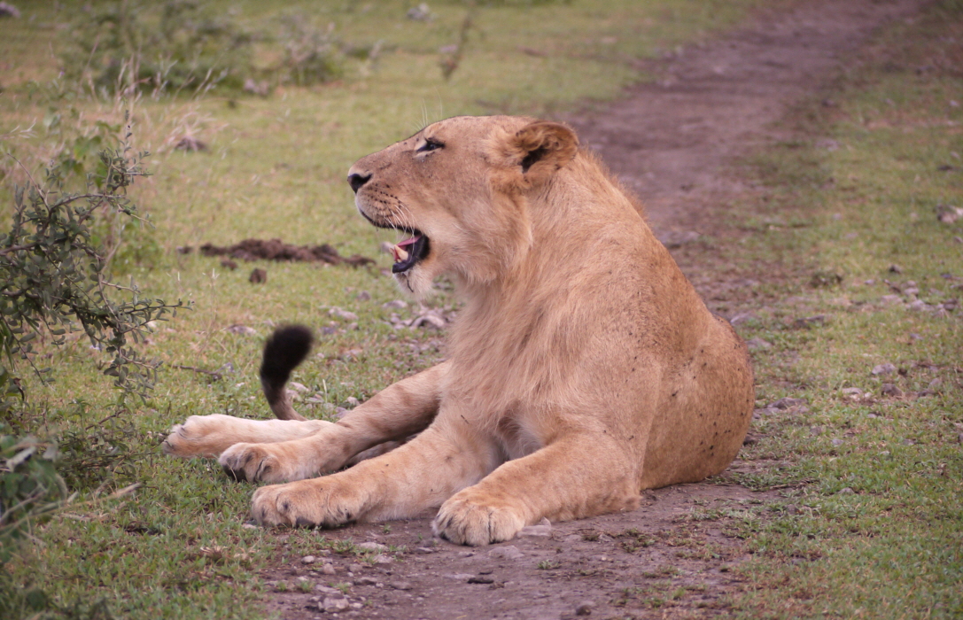 Ndutu -Lwe 