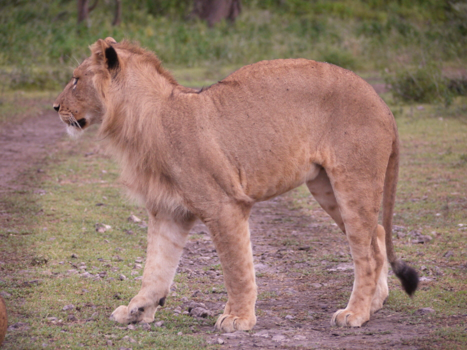 Lwe,  junger Kater in Ndutu