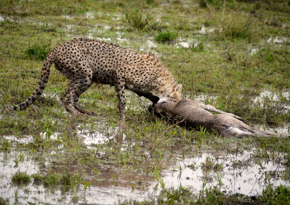 Gepard mit Beute 