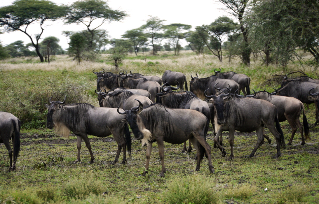 Gnus 