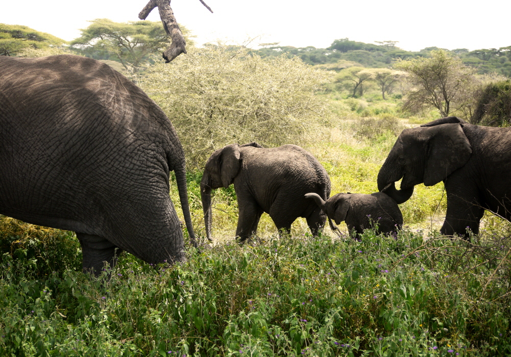 Elefanten in Ndutu 
