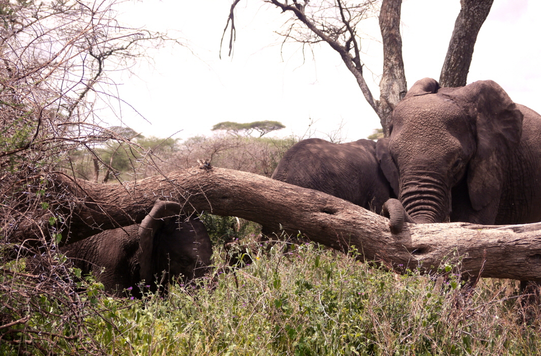 Elefanten in Ndutu 