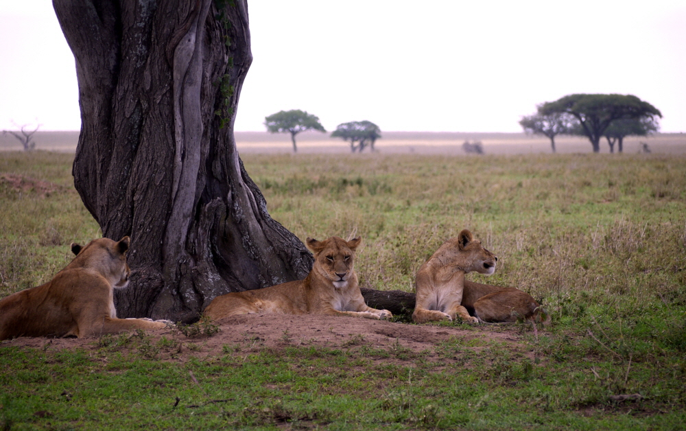 Lwen in der Serengeti