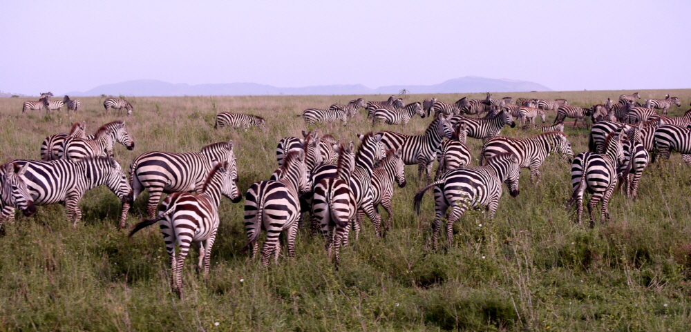 Serengeti Migration