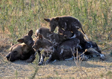 serengeti-safari-ndutu