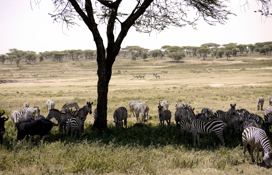 Ndutu Gebiet