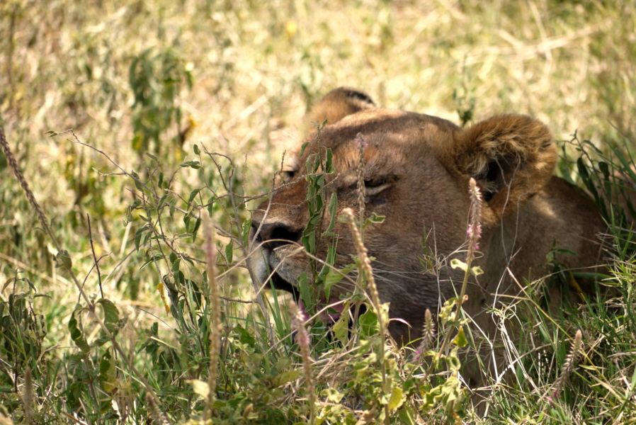 Löwin in Ndutu