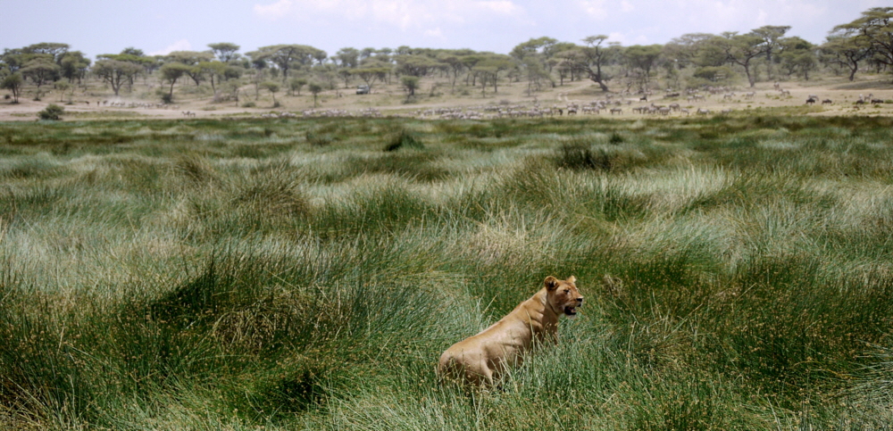 Ndutu Lwe und Gnus am Sumpf