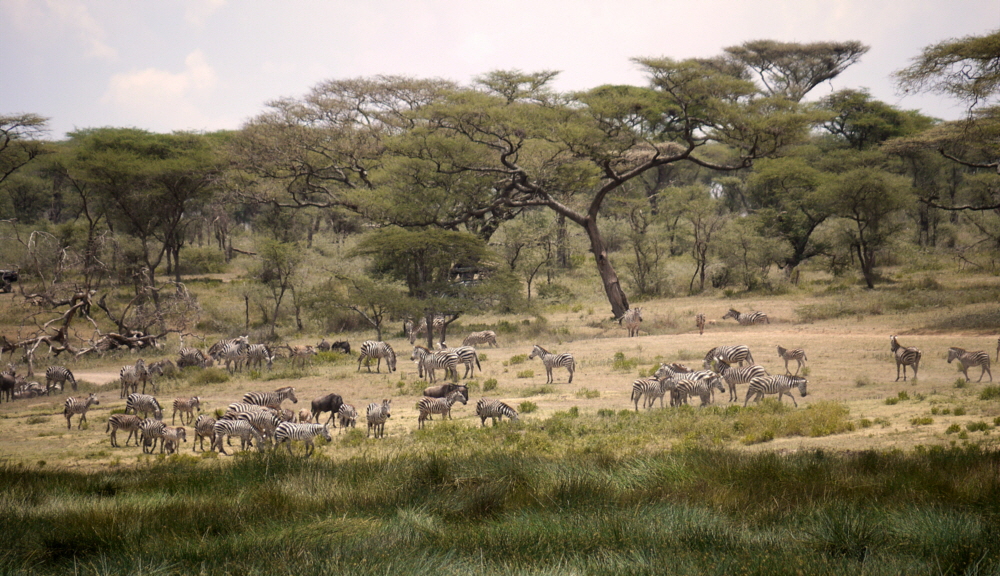 Migration Camp Serengeti in Ndutu
