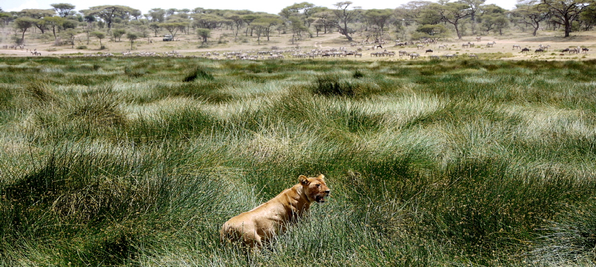 Serengeti Ndutu Safari Migration