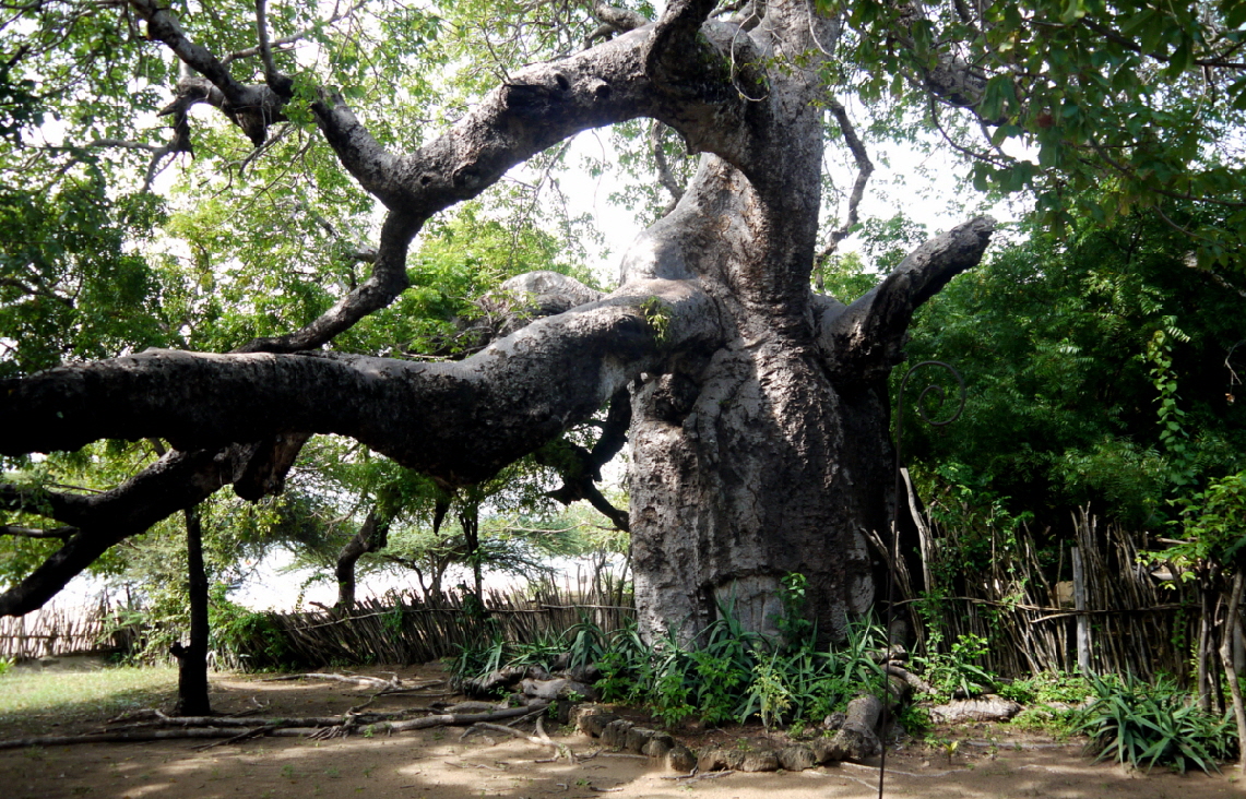 Baobab Baum 