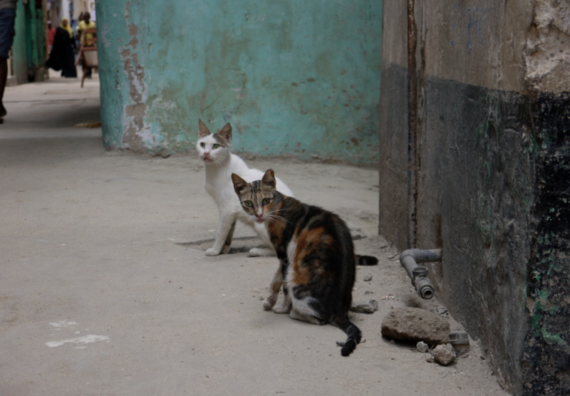 Insel Lamu Katzen 