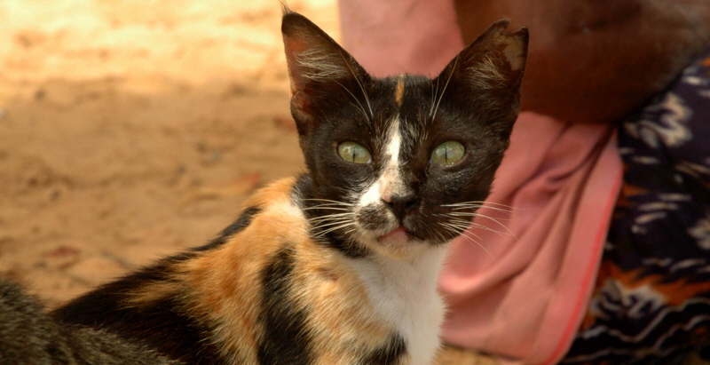 Insel Lamu Katzen 