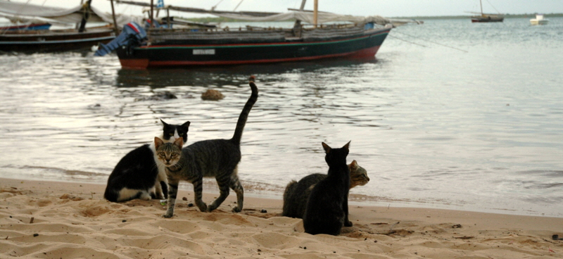 Insel Lamu Katzen 