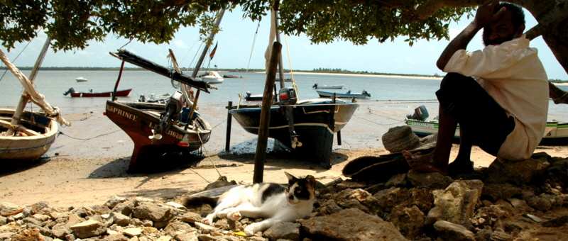 Insel Lamu Katzen 