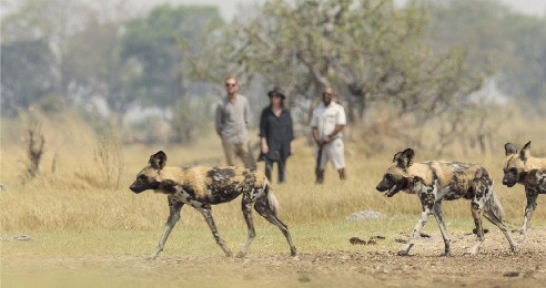 shinde-fotost. Walking-Safari-Wilddog-5 shinde-fotost. Walking-Safari-Wilddog-5