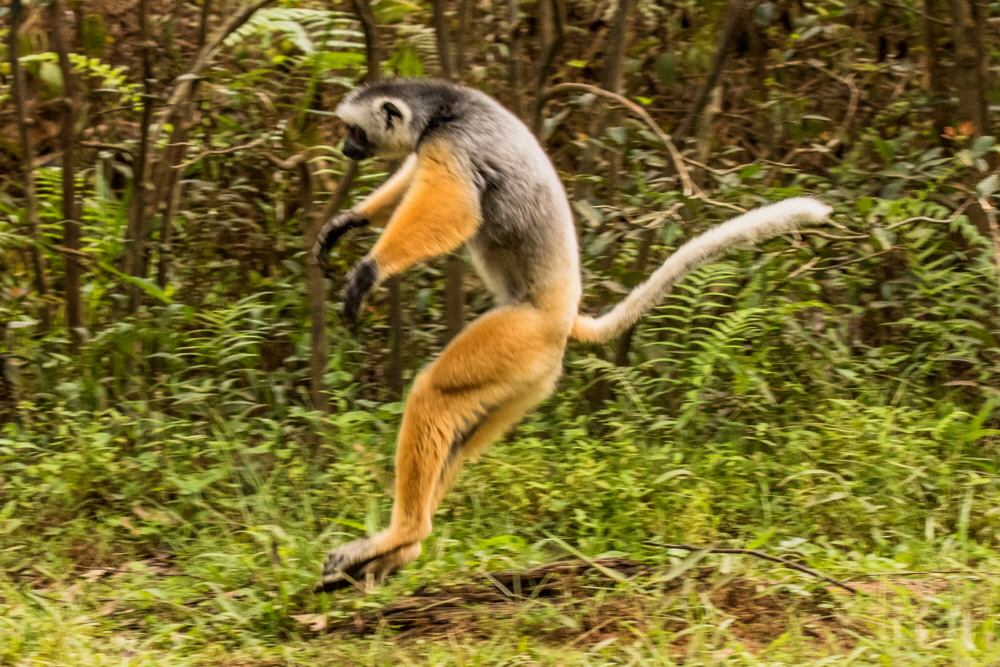 Sifaka im Sprung Andasibe Lermur Island