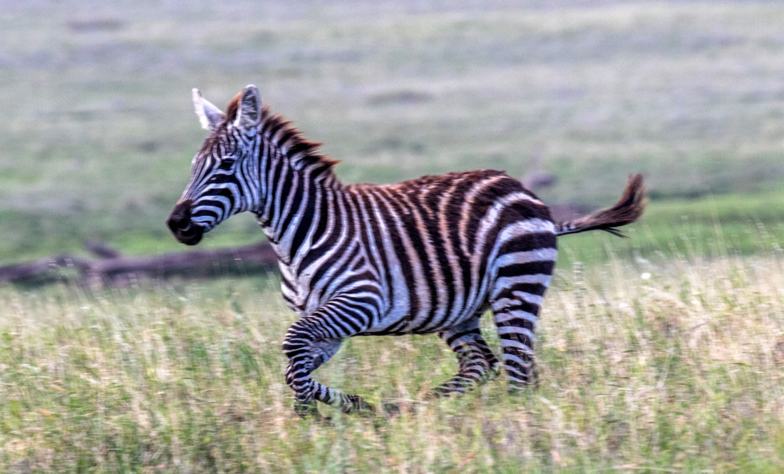 Zebra Fohlen