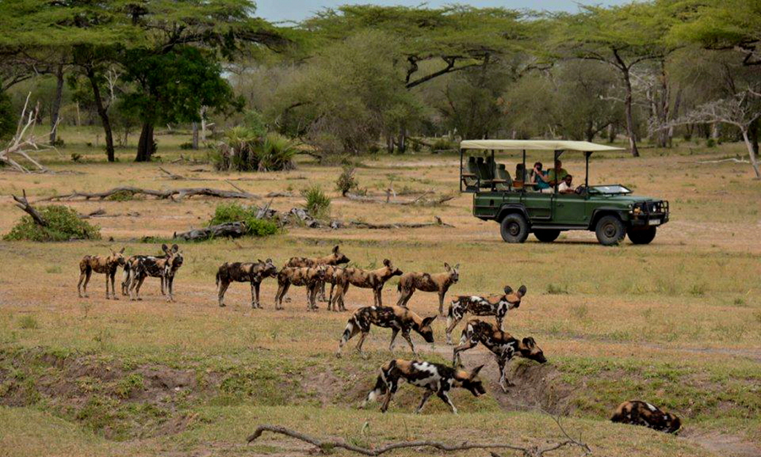 Siwandu Camp, Selous- Nyerere NP  Wildhunde