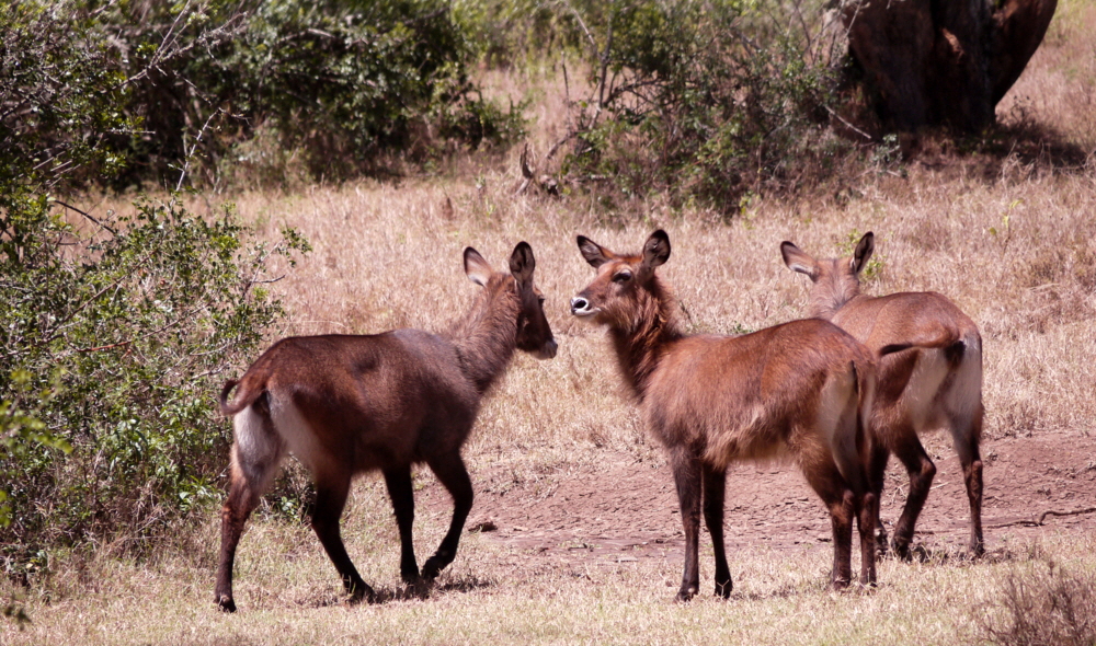 Solio Reserve Wasserbcke