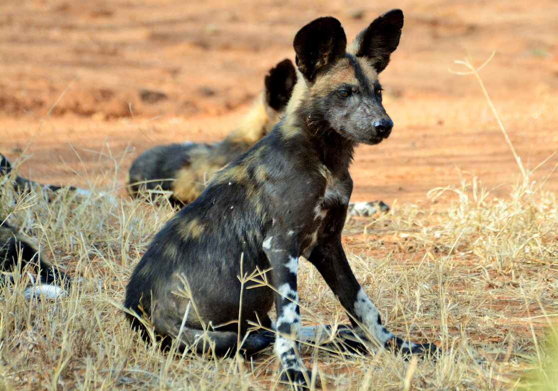 Afrikanische Wildhunde