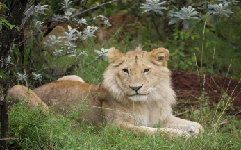 spirit-of-the-mara-22_0020