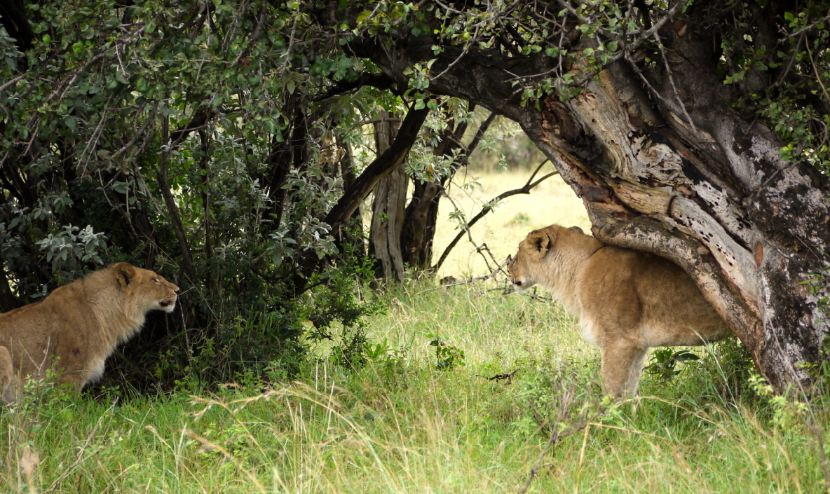 Löwen in der Masai Mara 