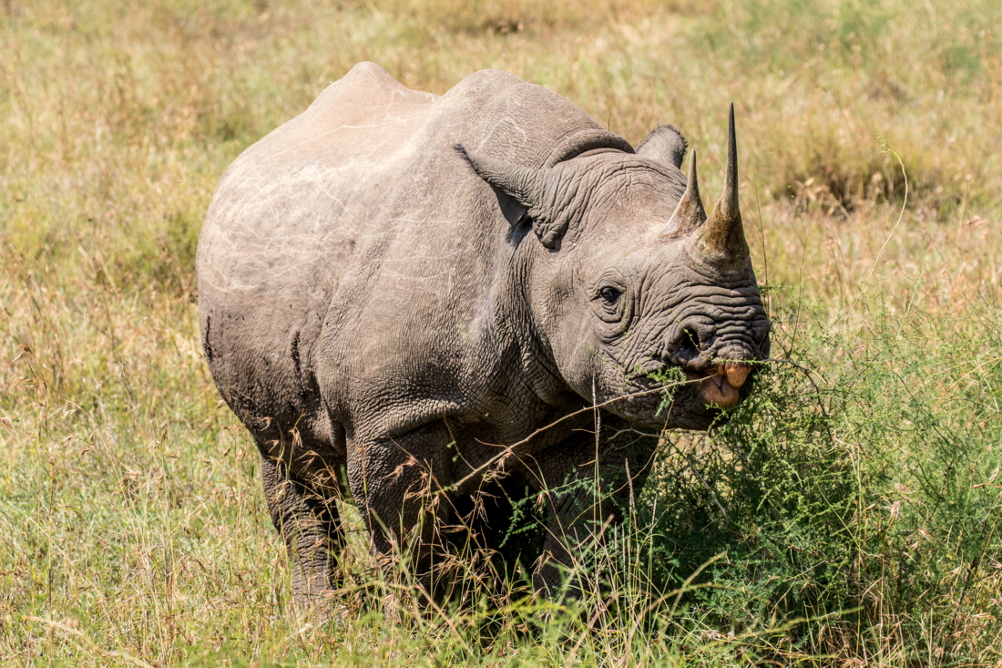 Spitzmaul-Nashorn