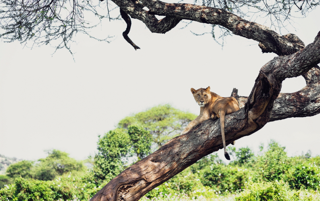 Swala Camp Tarangire Tansania