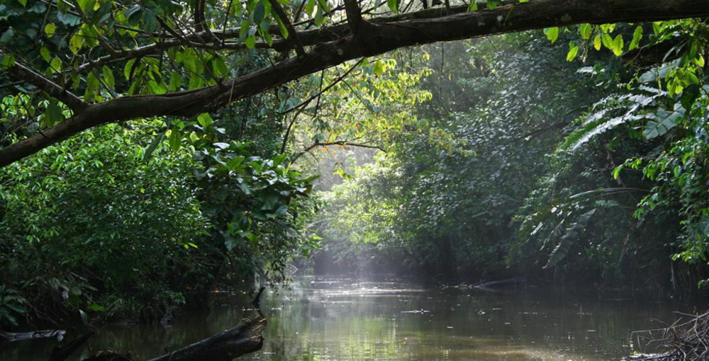 Tortuguero Manatus Lodge