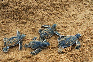 Schildkrten Lamu