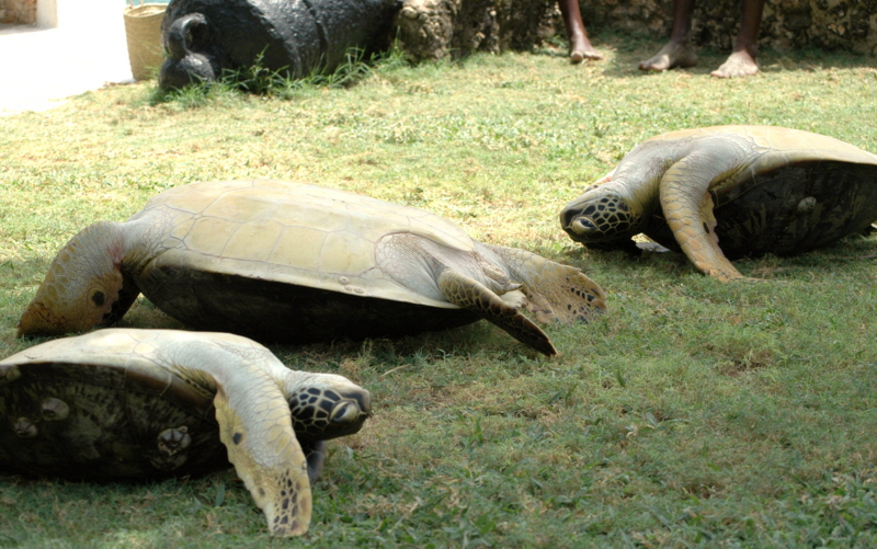 Schildkrten  Insel Lamu Kenia