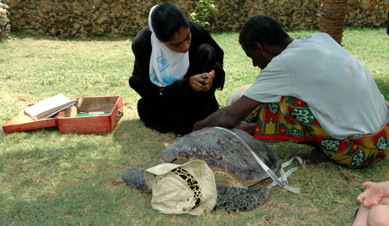 Schildkrten  Insel Lamu Kenia