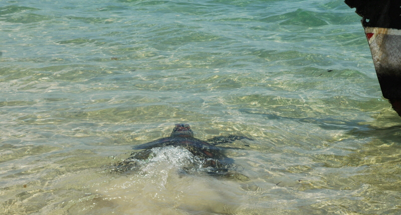 Schildkrten  Insel Lamu Kenia