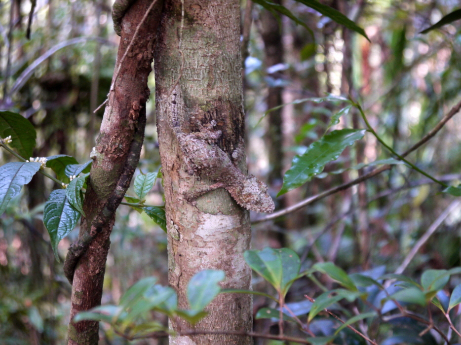 Uroplatus  Blattschwanz- Gecko